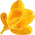 Yellow freesia